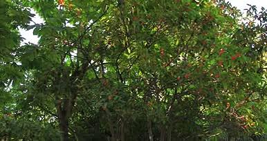公园花草树木实景拍摄视频的预览图